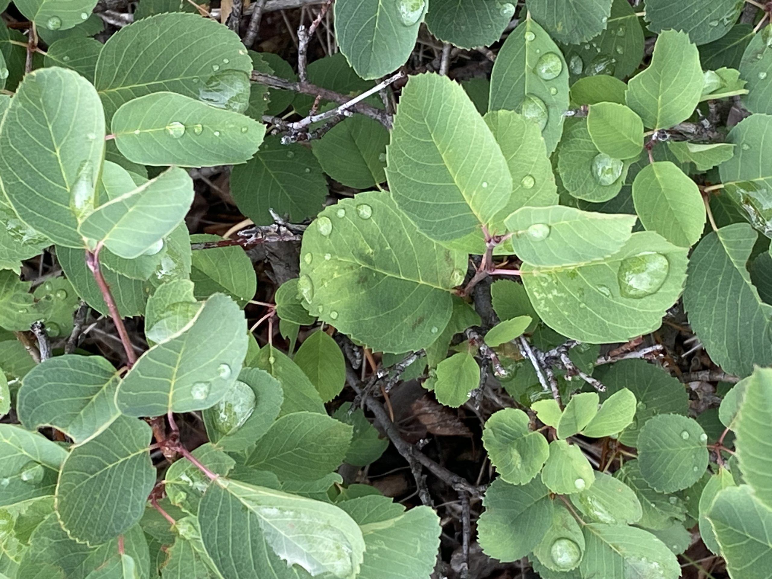 Close up on dew on leaves
