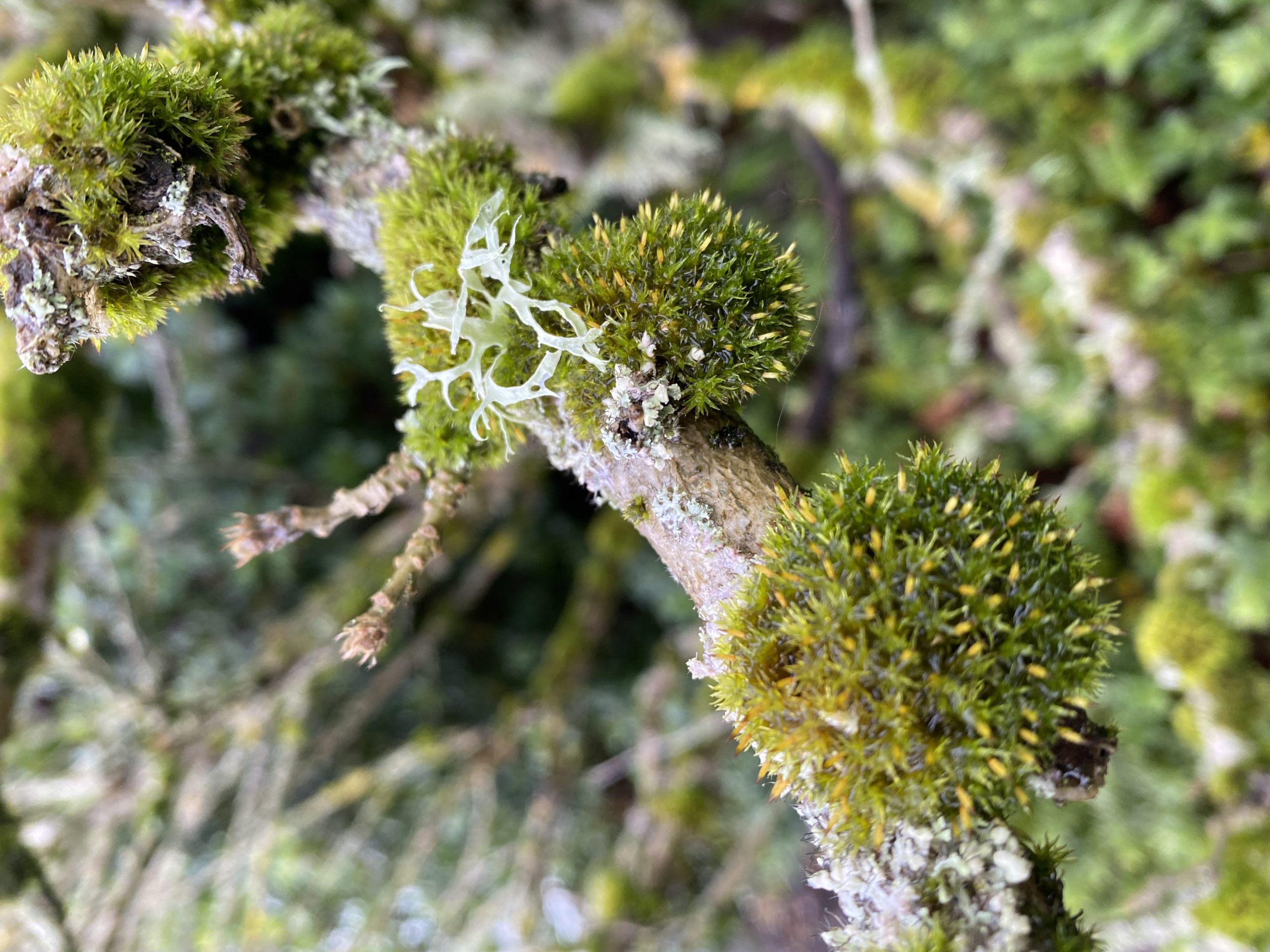 Moss lumps in close up