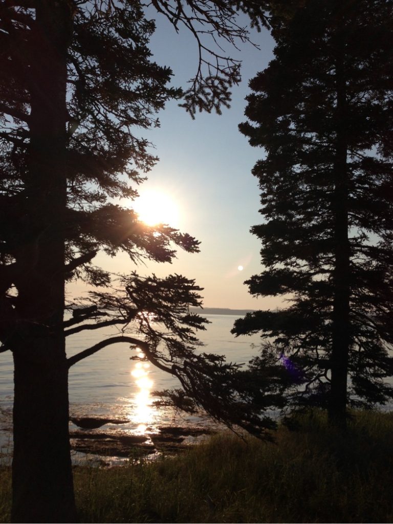 Light filtering through the trees at sunset