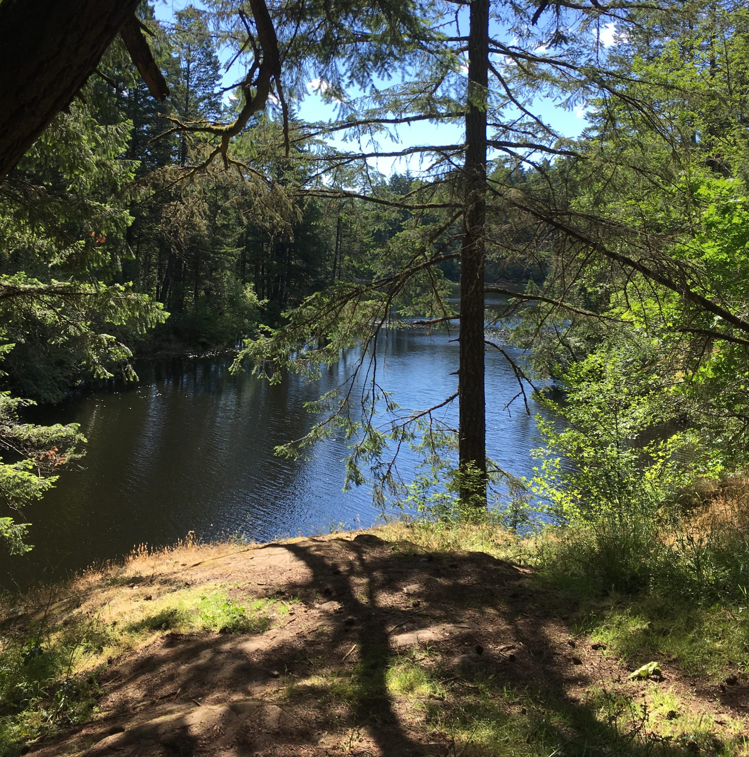 Scenic water and trees at Witty's Lagoon